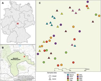 Tree Species Shape Soil Bacterial Community Structure and Function in Temperate Deciduous Forests